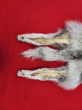 Load image into Gallery viewer, Canadian Arctic Wolf - Has FEET &amp; CLAWS - WLF1027
