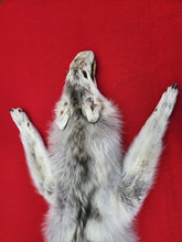 Load image into Gallery viewer, Canadian Arctic Wolf - Has FEET &amp; CLAWS - WLF1027
