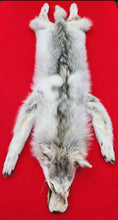 Load image into Gallery viewer, Canadian Arctic Wolf - Has FEET &amp; CLAWS - WLF1027
