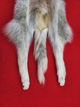 Load image into Gallery viewer, Canadian Arctic Wolf - Has FEET &amp; CLAWS - WLF1027
