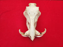 Load image into Gallery viewer, Warthog Skull
