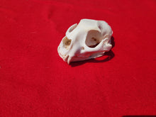 Load image into Gallery viewer, XL Mountain Lion Skull -   2021-07
