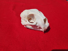 Load image into Gallery viewer, XL Mountain Lion Skull -   2021-07
