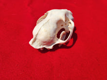 Load image into Gallery viewer, XL Mountain Lion Skull -   2021-07
