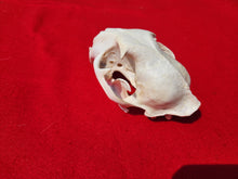 Load image into Gallery viewer, XL Mountain Lion Skull -   2021-07
