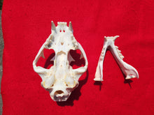 Load image into Gallery viewer, XL Mountain Lion Skull -   2021-07
