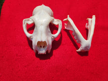 Load image into Gallery viewer, XL Mountain Lion Skull -   2021-07
