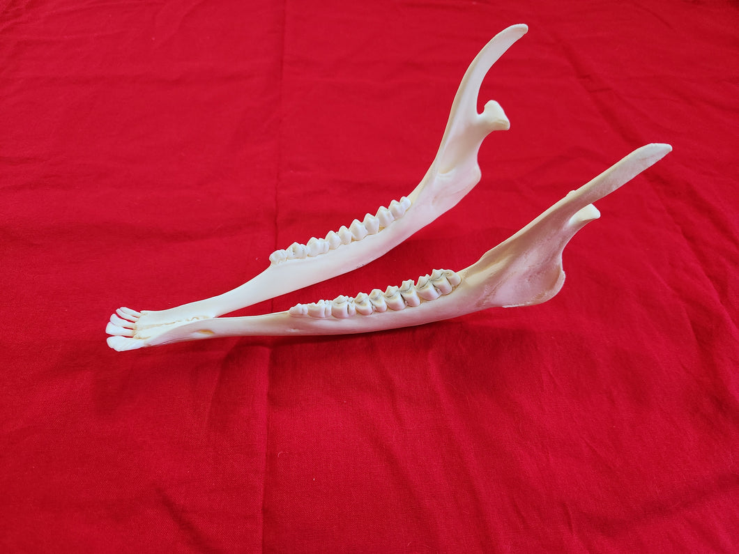 Whitetail Deer - Lower Jaws