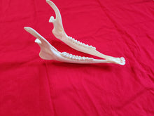 Load image into Gallery viewer, Whitetail Deer - Lower Jaws
