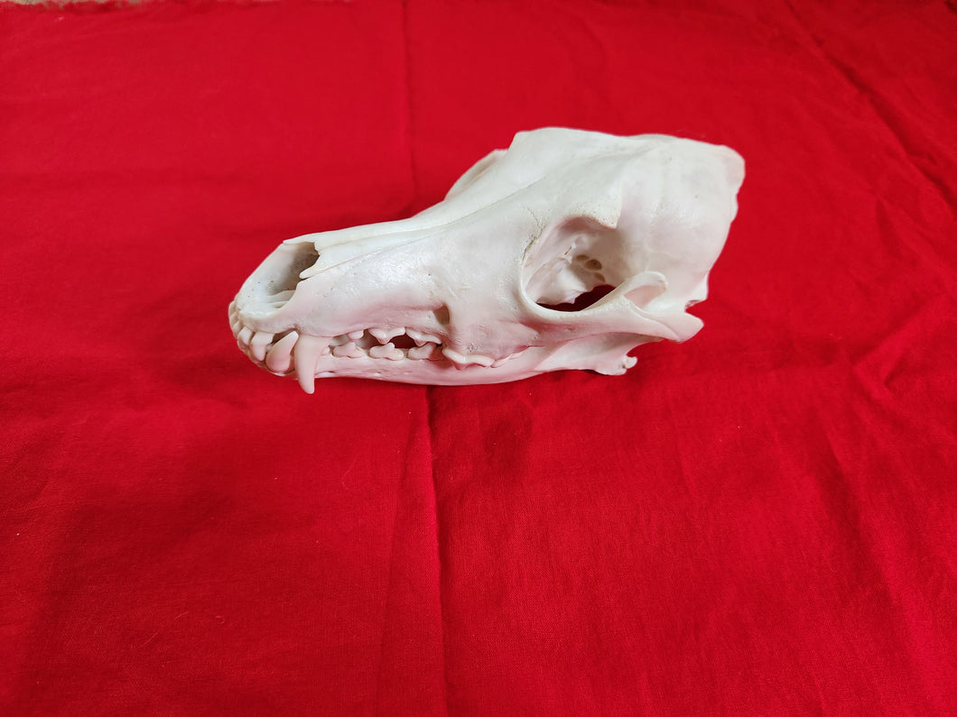 XXL Coyote Skull - CYS1001