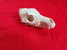 Load image into Gallery viewer, XXL Coyote Skull - CYS1001
