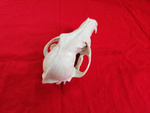 Load image into Gallery viewer, XXL Coyote Skull - CYS1001
