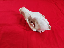 Load image into Gallery viewer, XXL Coyote Skull - CYS1001
