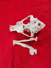 Load image into Gallery viewer, XXL Coyote Skull - CYS1001
