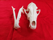 Load image into Gallery viewer, XXL Coyote Skull - CYS1001
