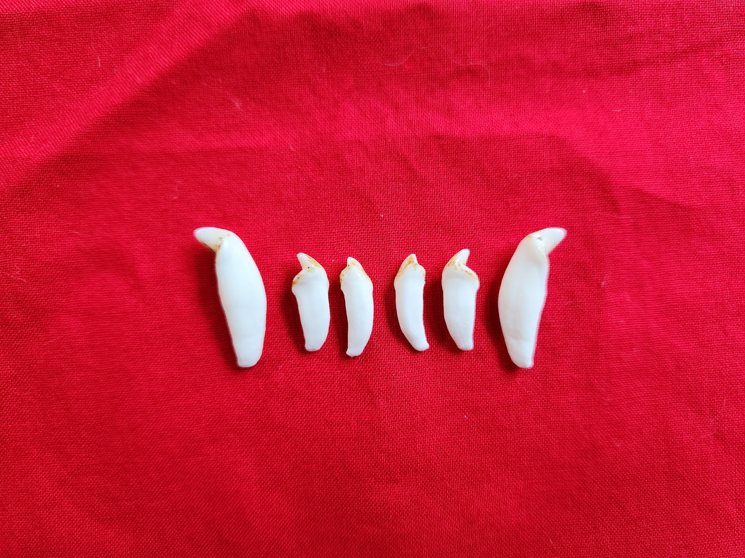 Black Bear Teeth - Incisors