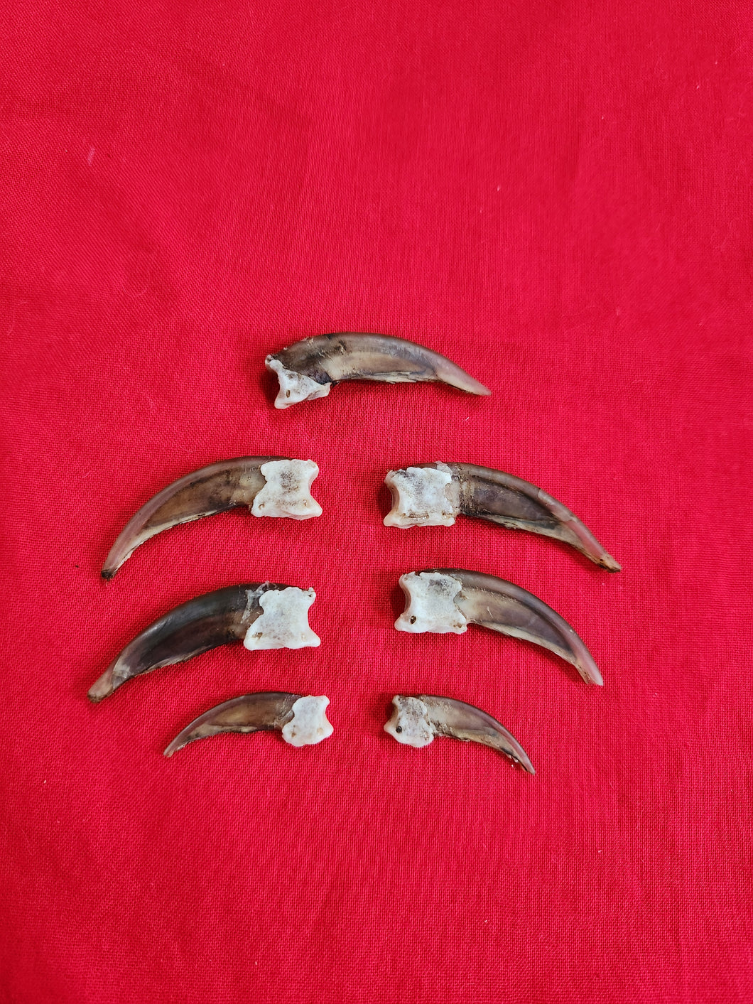 Badger Claws