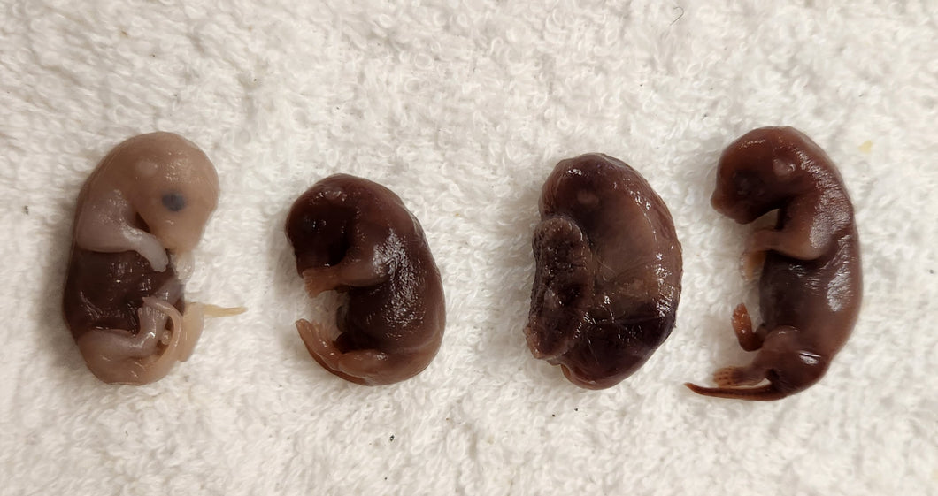 Western Red Squirrel Embryos - Wet Specimens