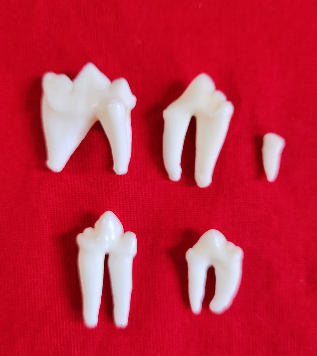 Mountain Lion Teeth - Premolars