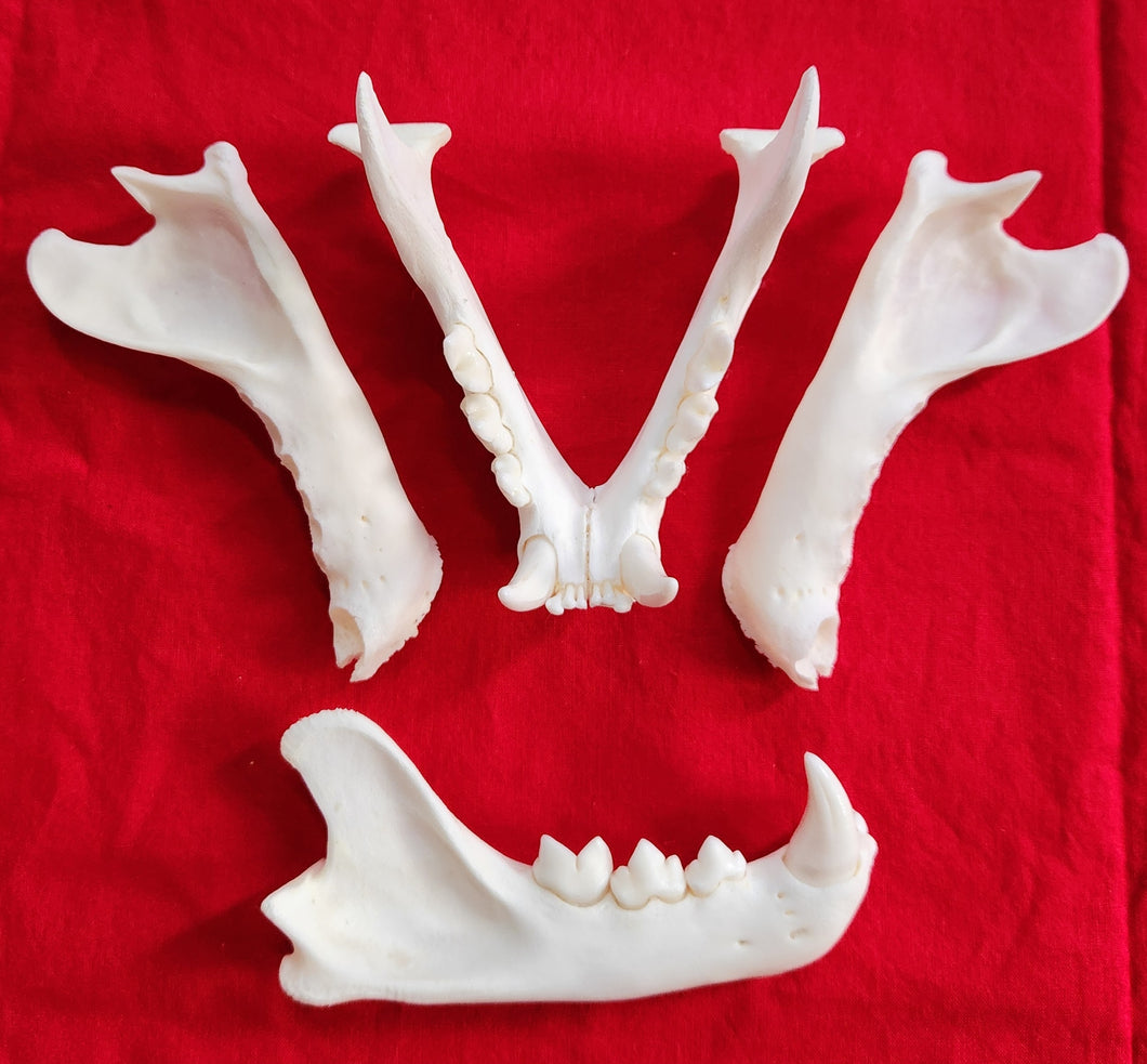 Mountain Lion Lower Jaws