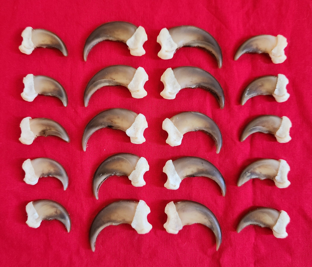 XL Black Bear Claws - Complete Set - Light Brown Color