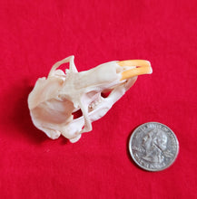 Load image into Gallery viewer, Camas Pocket Gopher Skulls
