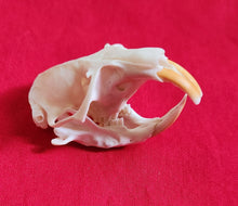 Load image into Gallery viewer, Camas Pocket Gopher Skulls
