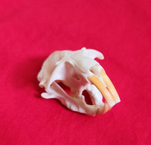 Load image into Gallery viewer, Camas Pocket Gopher Skulls
