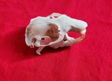 Load image into Gallery viewer, Mountain Beaver Skulls
