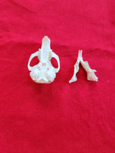 Load image into Gallery viewer, Large Columbian Ground Squirrel Skull CGS1007
