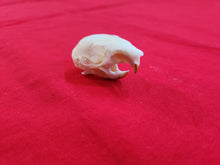 Load image into Gallery viewer, Large Western Red Squirrel Skull RSS1002
