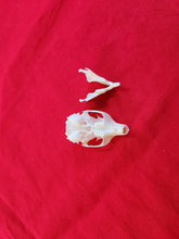 Load image into Gallery viewer, XL Western Red Squirrel Skull RSS1001
