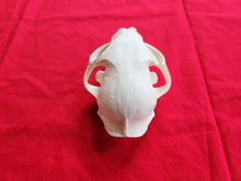 Load image into Gallery viewer, XXXL Bobcat Skull - BCS1003
