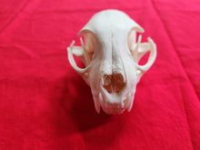 Load image into Gallery viewer, XXXL Bobcat Skull - BCS1003
