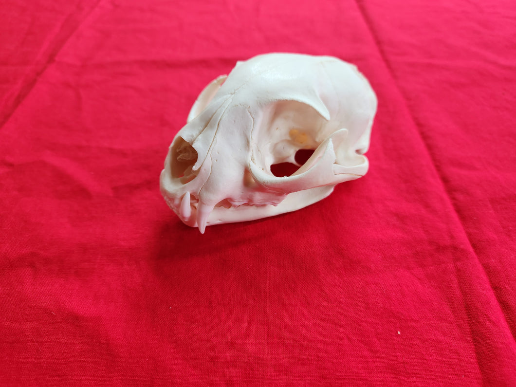 XXXXL Bobcat Skull - BCS1002