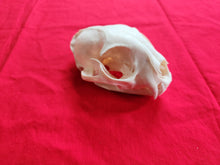 Load image into Gallery viewer, XXXXL Bobcat Skull - BCS1002
