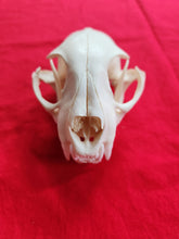 Load image into Gallery viewer, XXXXL Bobcat Skull - BCS1002
