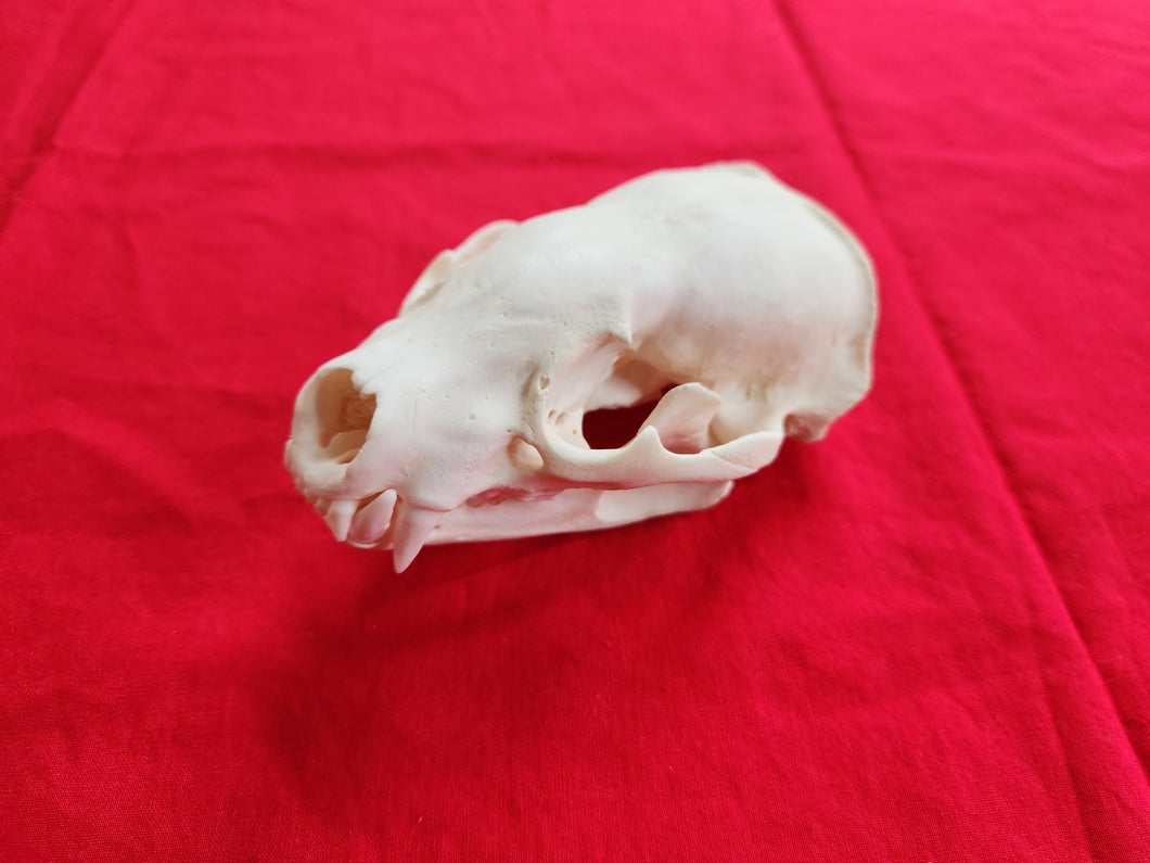 XL Badger Skull - BGS1003