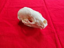 Load image into Gallery viewer, XL Badger Skull - BGS1003
