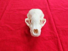 Load image into Gallery viewer, XXL Badger Skull - BGS1002
