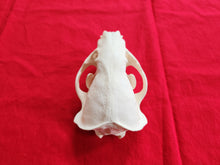 Load image into Gallery viewer, XXL Badger Skull - BGS1002
