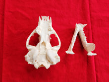 Load image into Gallery viewer, XXL Badger Skull - BGS1002
