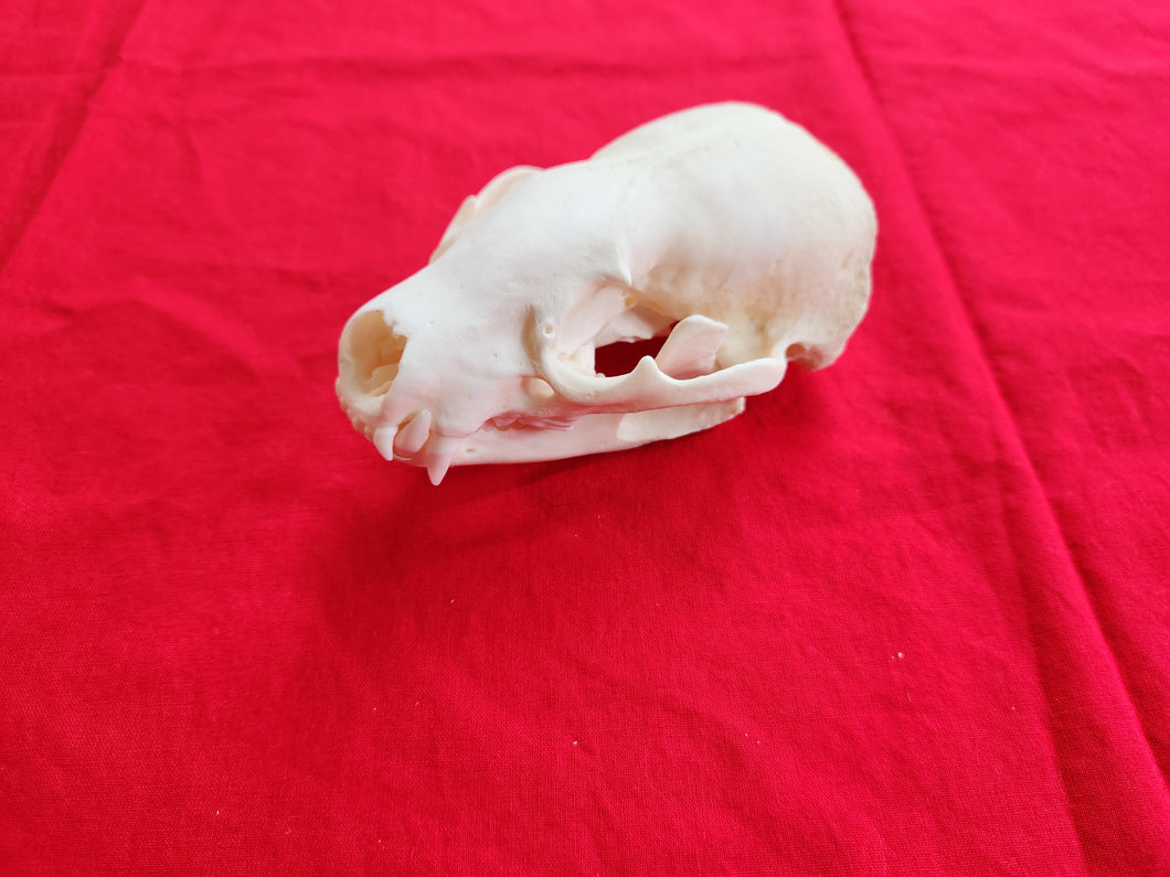 XL Badger Skull - BGS1004