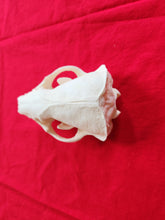 Load image into Gallery viewer, XL Badger Skull - BGS1004
