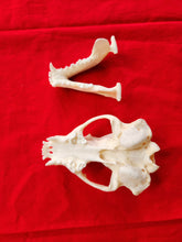 Load image into Gallery viewer, XL Badger Skull - BGS1004
