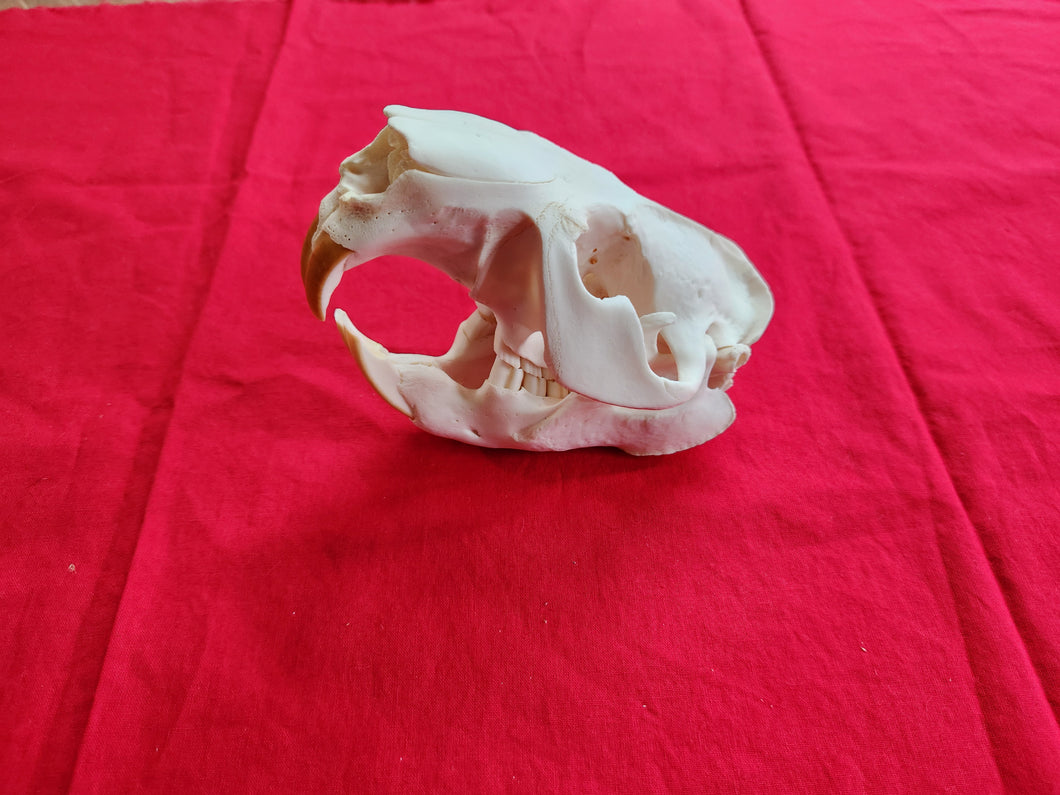 XXXXL Beaver Skull - BVS1002