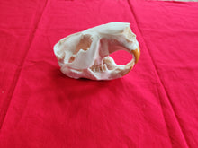 Load image into Gallery viewer, XXXXL Beaver Skull - BVS1002
