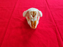 Load image into Gallery viewer, XXXXXL Beaver Skull - BVS1007
