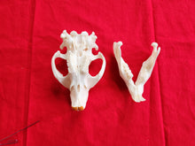 Load image into Gallery viewer, XXXXL Beaver Skull - BVS1002
