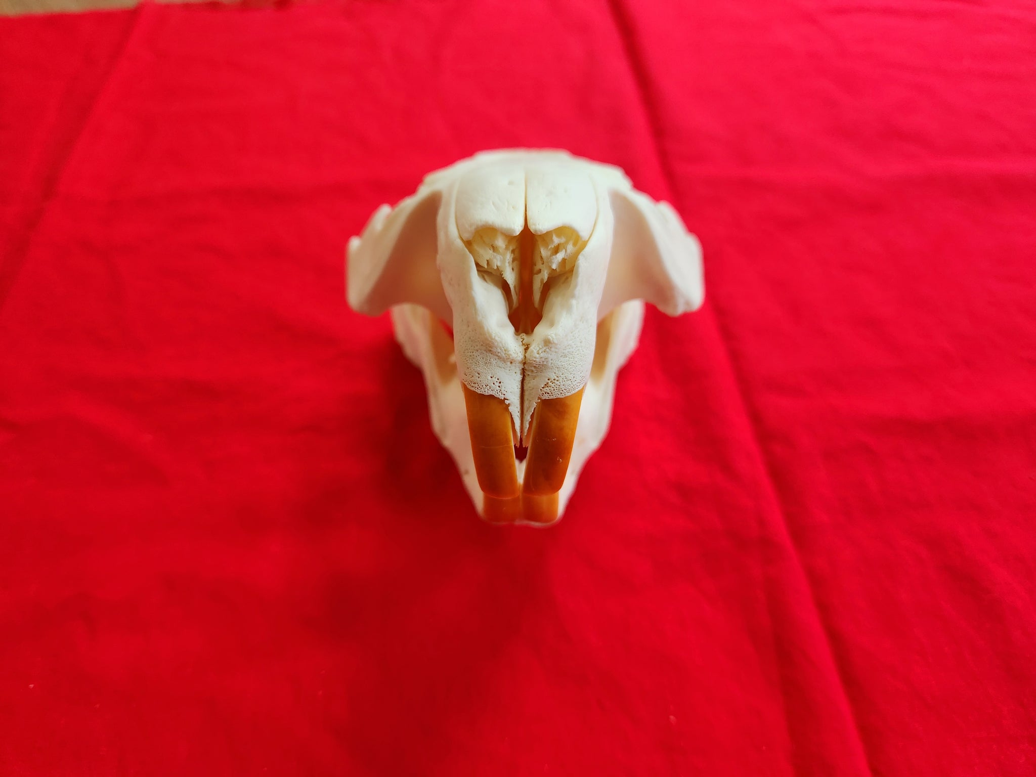 XXXXXL Beaver Skull - BVS1003 – The Idaho Fur Shack